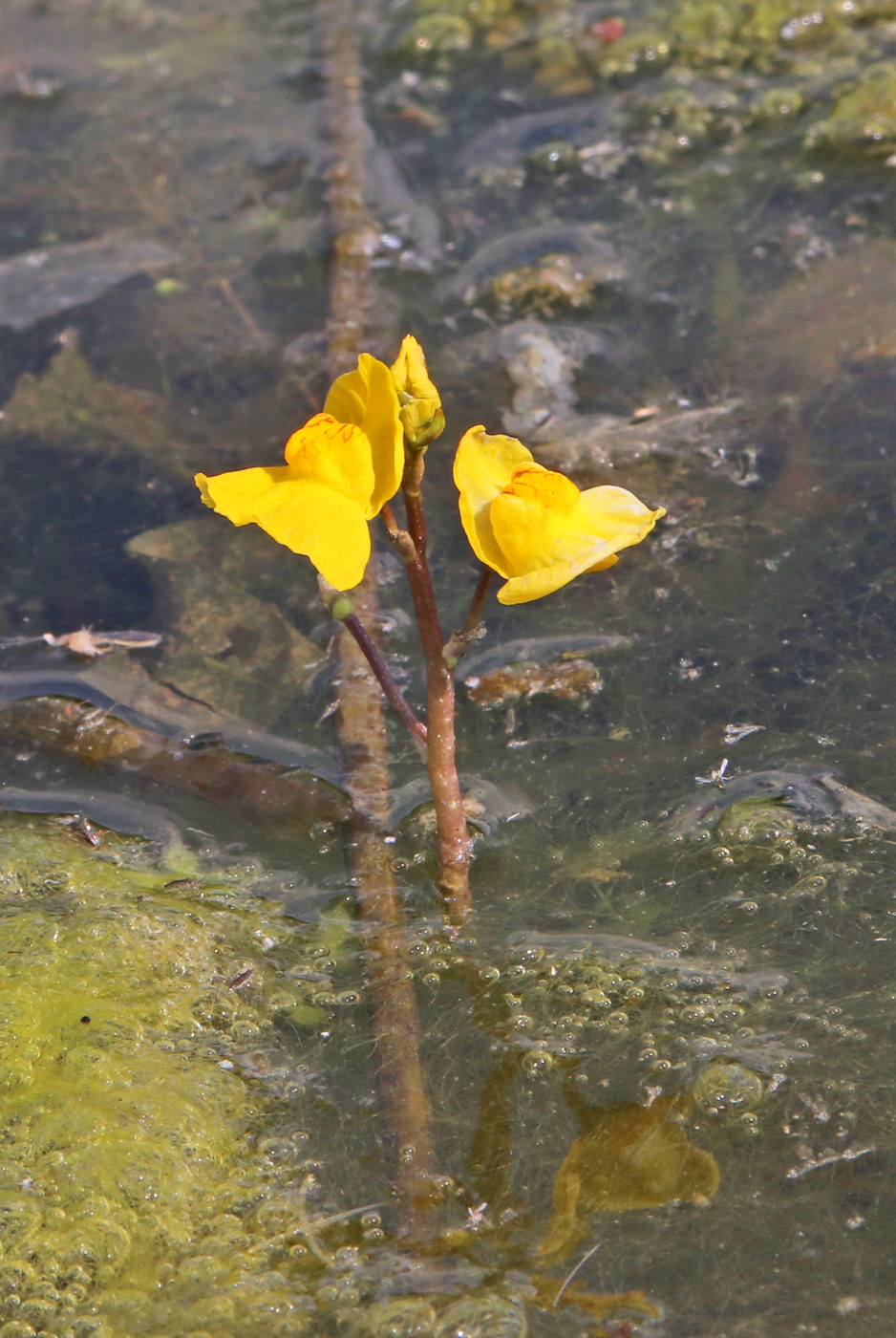 Изображение особи Utricularia vulgaris.