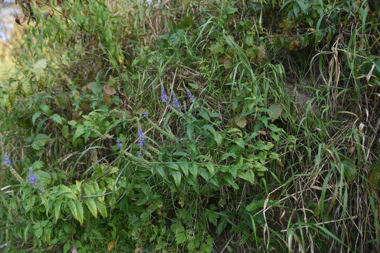 Изображение особи Veronica longifolia.