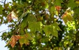 Platanus orientalis. Верхушка ветви с частично засохшими листьями. Португалия, г. Лиссабон, в культуре. 04.08.2025.
