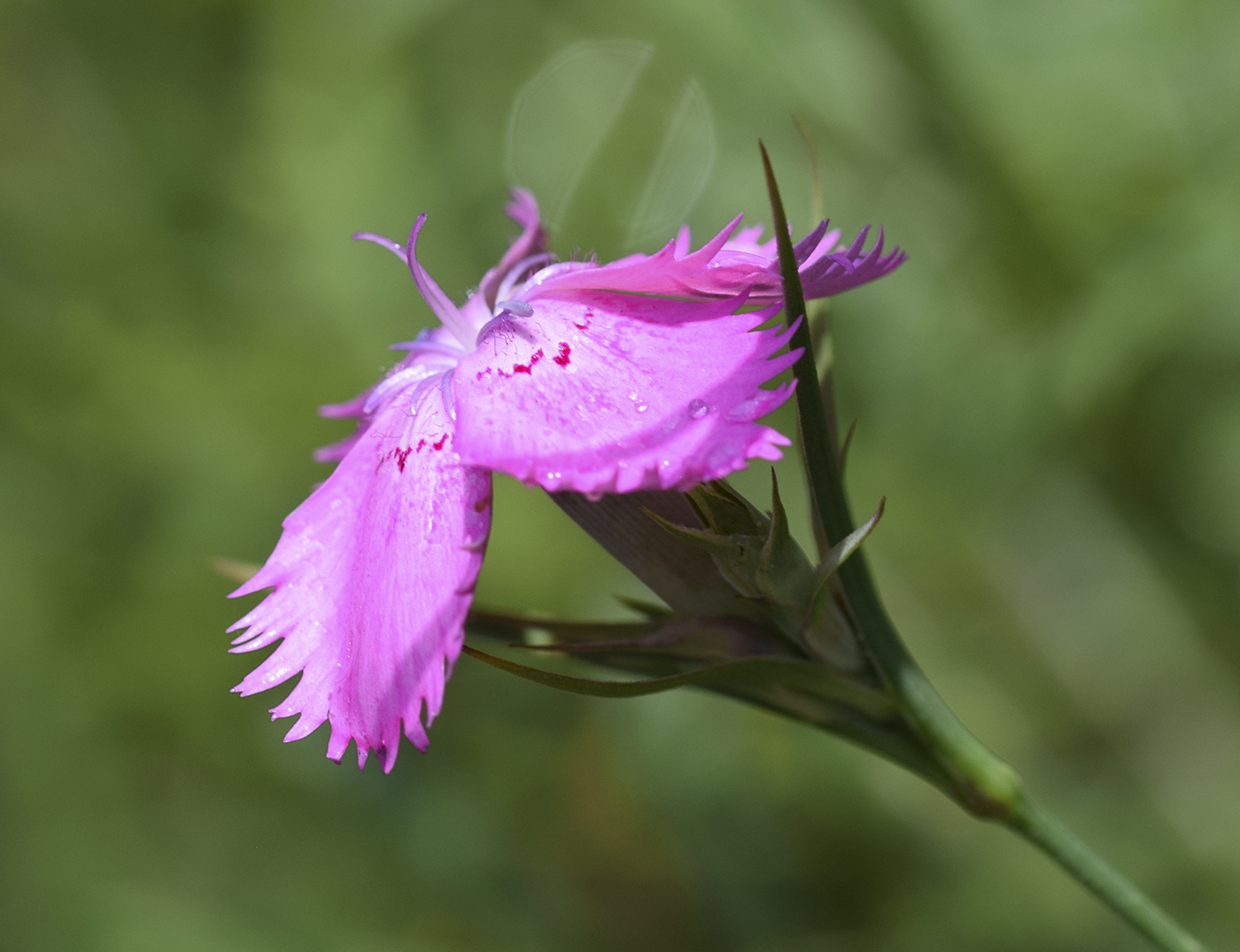Image of Dianthus seguieri ssp. requienii specimen.