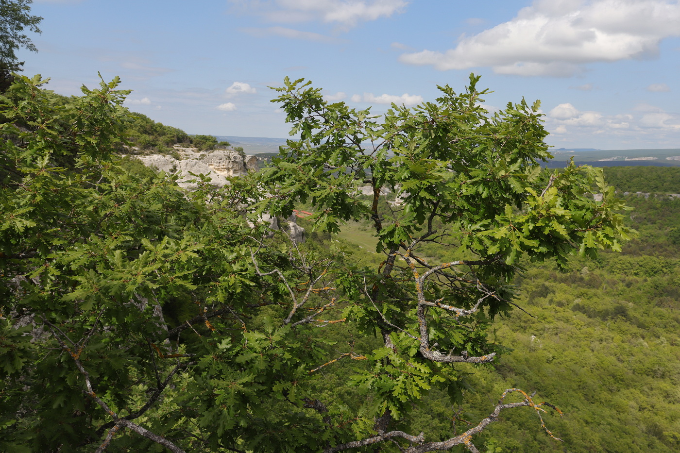Image of Quercus calcarea specimen.