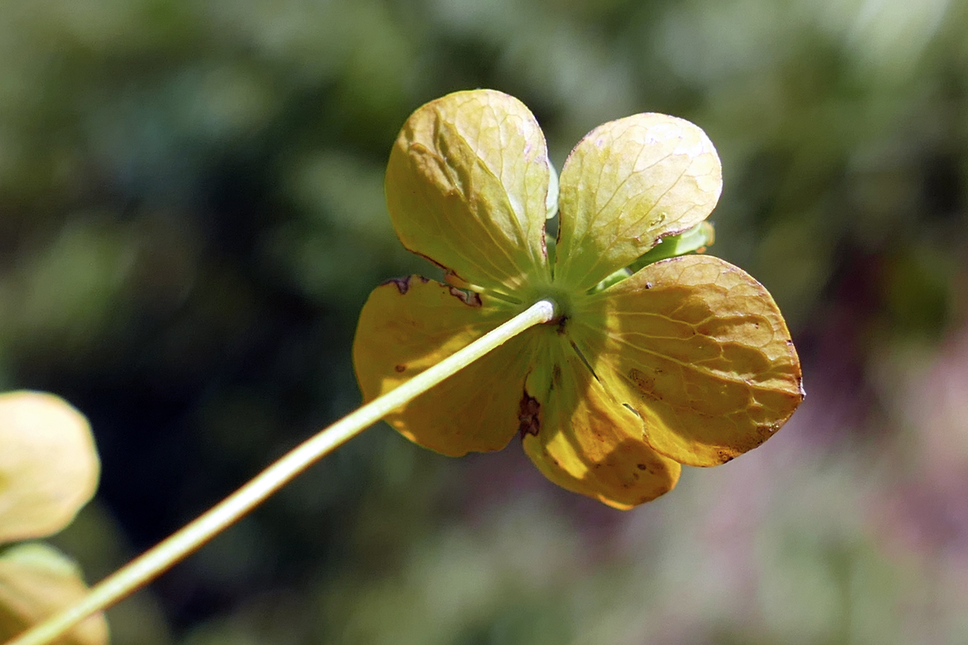 Image of Bupleurum longifolium ssp. aureum specimen.