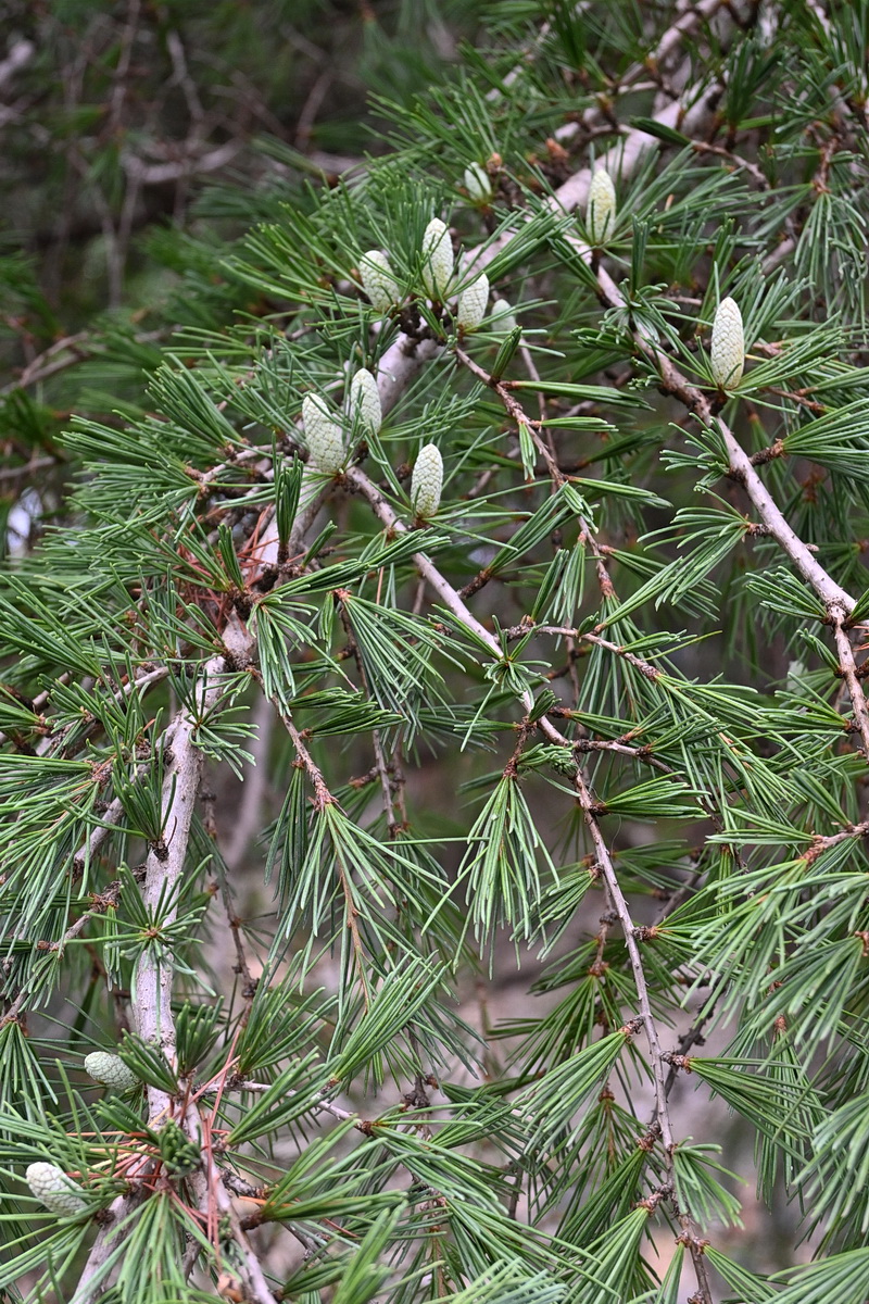 Изображение особи род Cedrus.