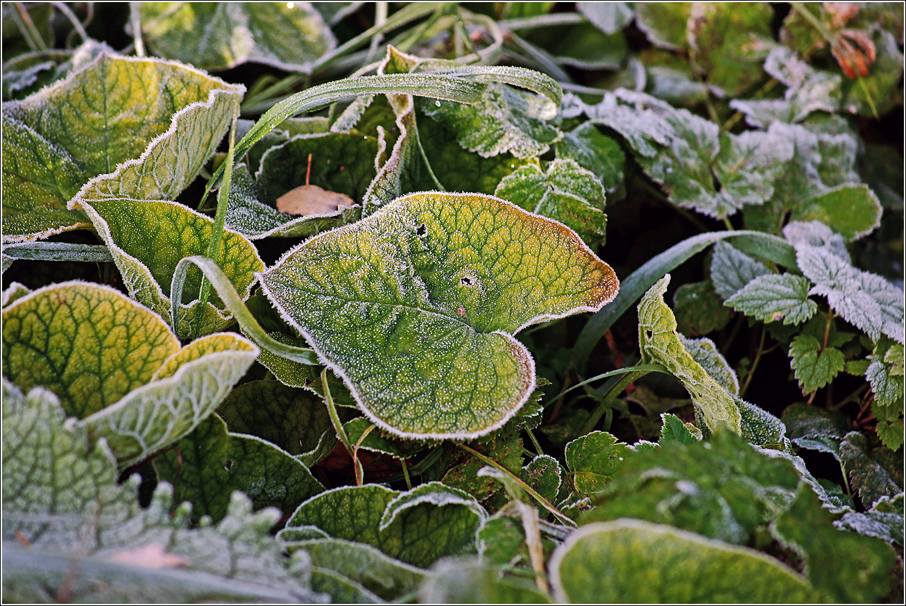 Image of Brunnera sibirica specimen.