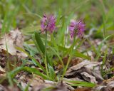 Dactylorhiza romana ssp. georgica