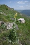 genus Verbascum. Цветущие растения. Грузия, край Самцхе-Джавахети, край Эрушетского нагорья (800 м до заброшенного селения Зеда-Тмогви), выс. 1800 м н.у.м., горная степь. 29 мая 2025 г.