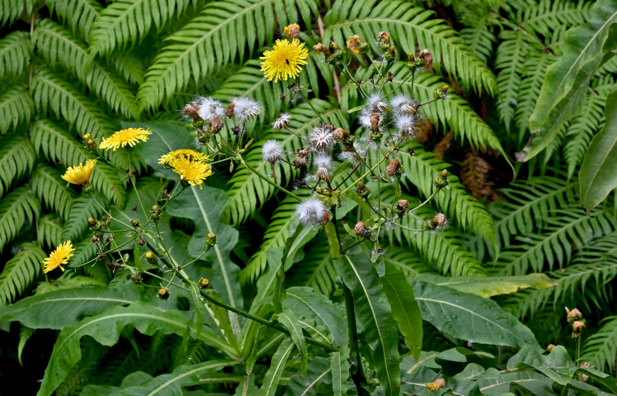Изображение особи род Sonchus.