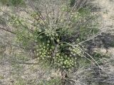 familia Apiaceae. Цветущее растение. Узбекистан, Каракалпакстан, плато Устюрт, пустыня. 29 апреля 2026 г.