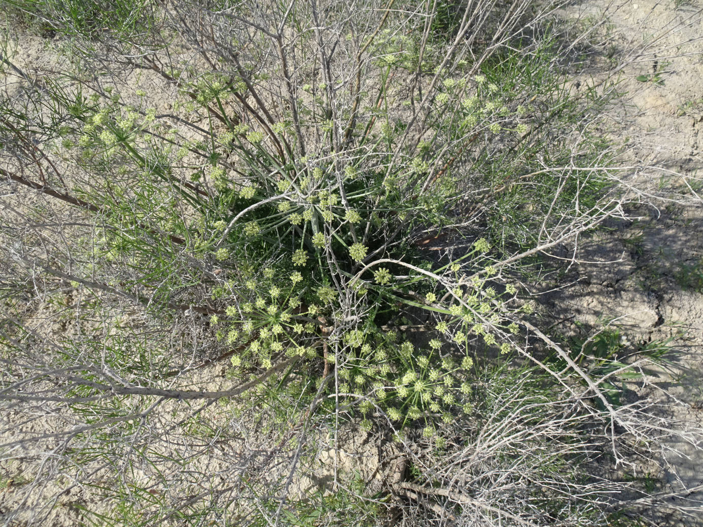 Image of familia Apiaceae specimen.