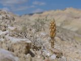 род Orobanche. Бутонизирующее растение (справа) в сообществе с Artemisia и развивающееся соцветие (слева). Киргизия, Баткенская обл., Баткенский р-н, окр. с. Самаркандык, Туркестанский хр., горы Сары-Тоо, уроч. Мадыген, склон известняковой гряды, переполненной гипсом. 11 мая 2026 г.