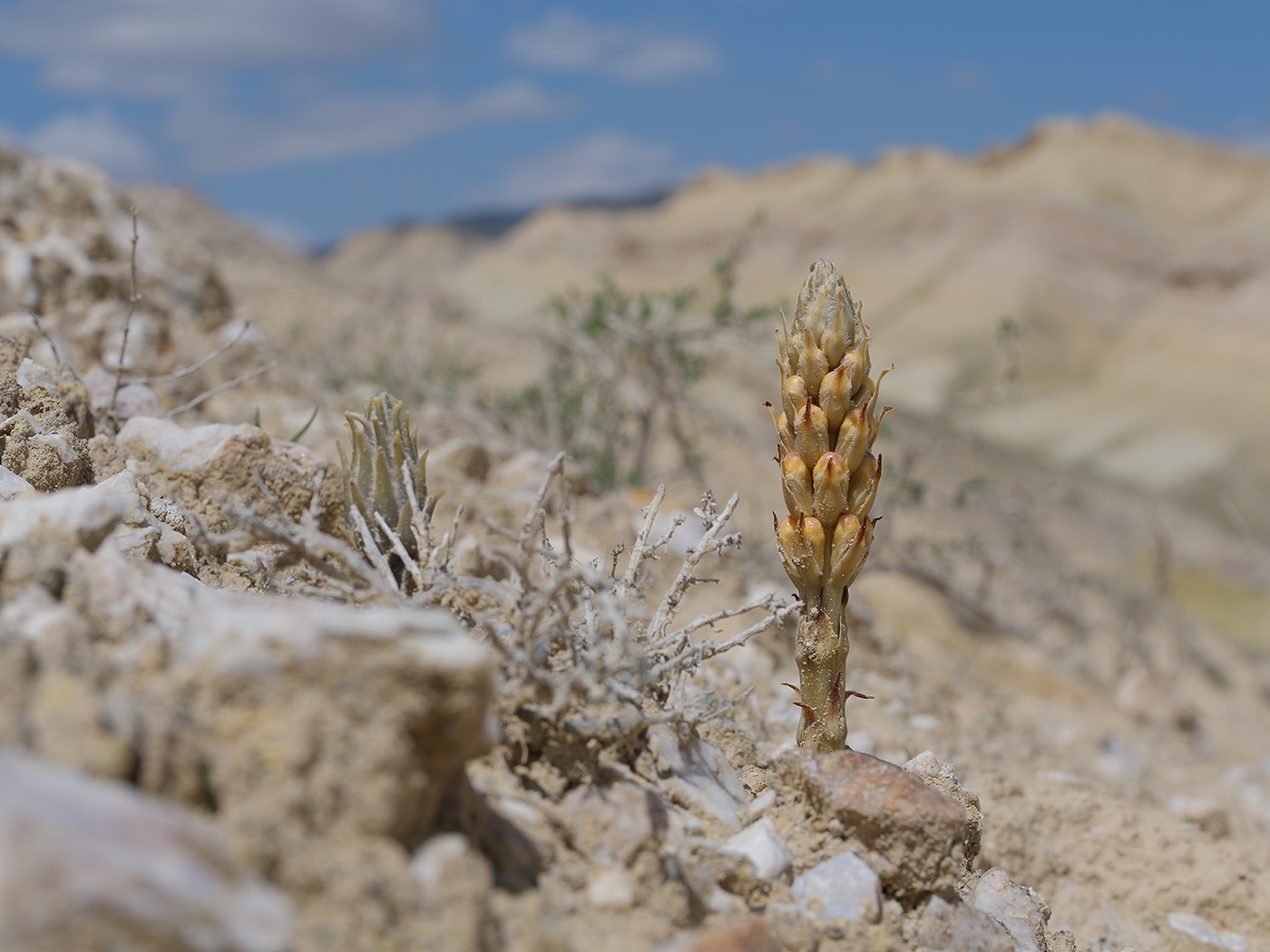Image of genus Orobanche specimen.