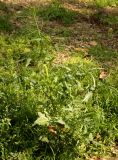 Sisymbrium irio. Цветущее и плодоносящее растение. Израиль, г. Кирьят-Оно, газон во дворе. 11.02.2011.