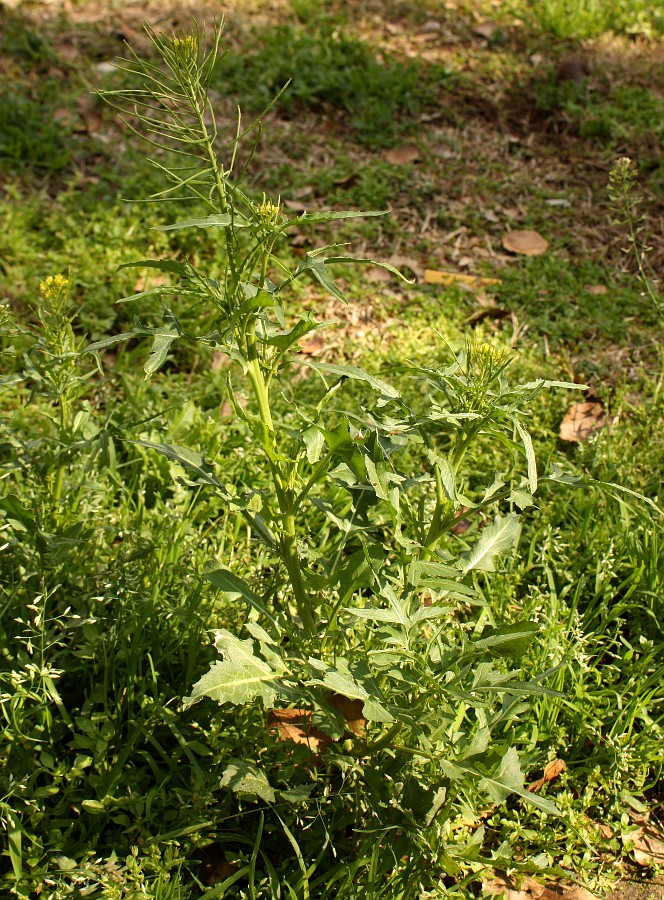 Image of Sisymbrium irio specimen.