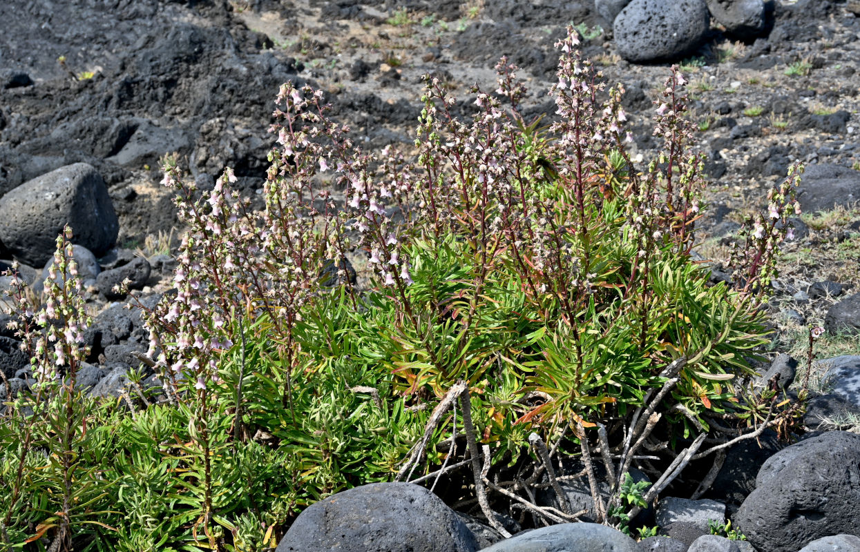 Image of Azorina vidalii specimen.