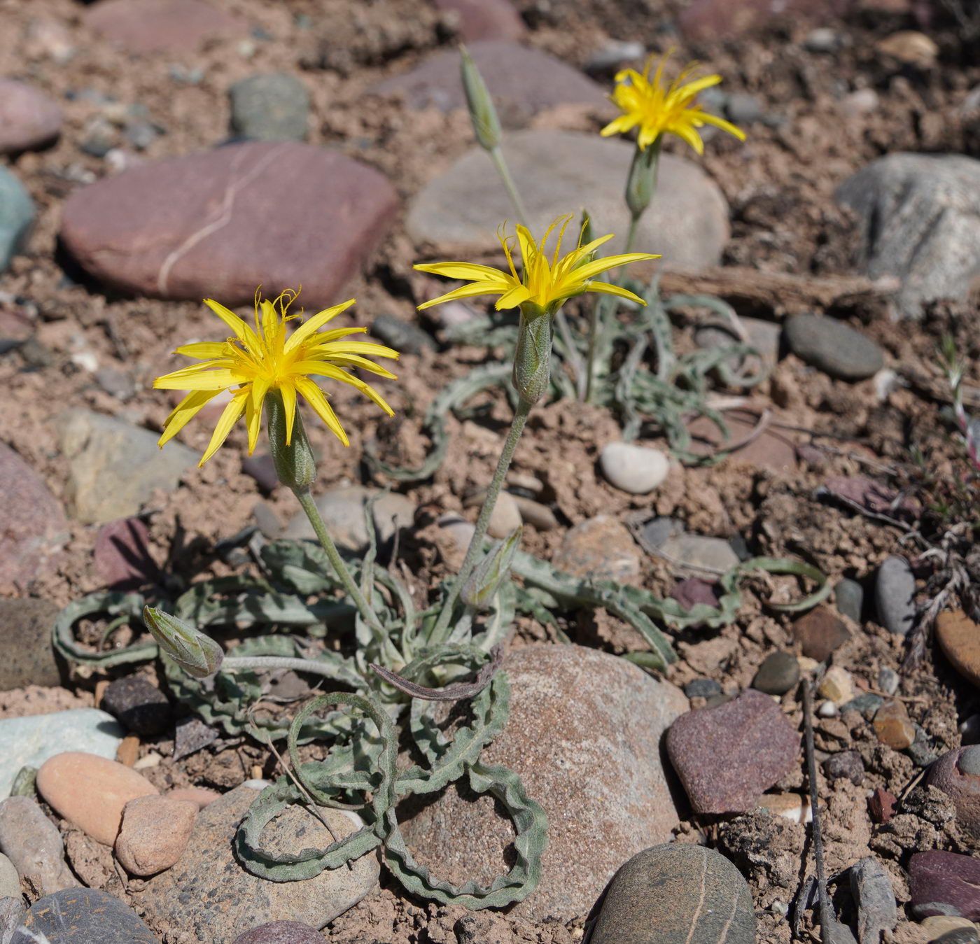 Изображение особи семейство Asteraceae.