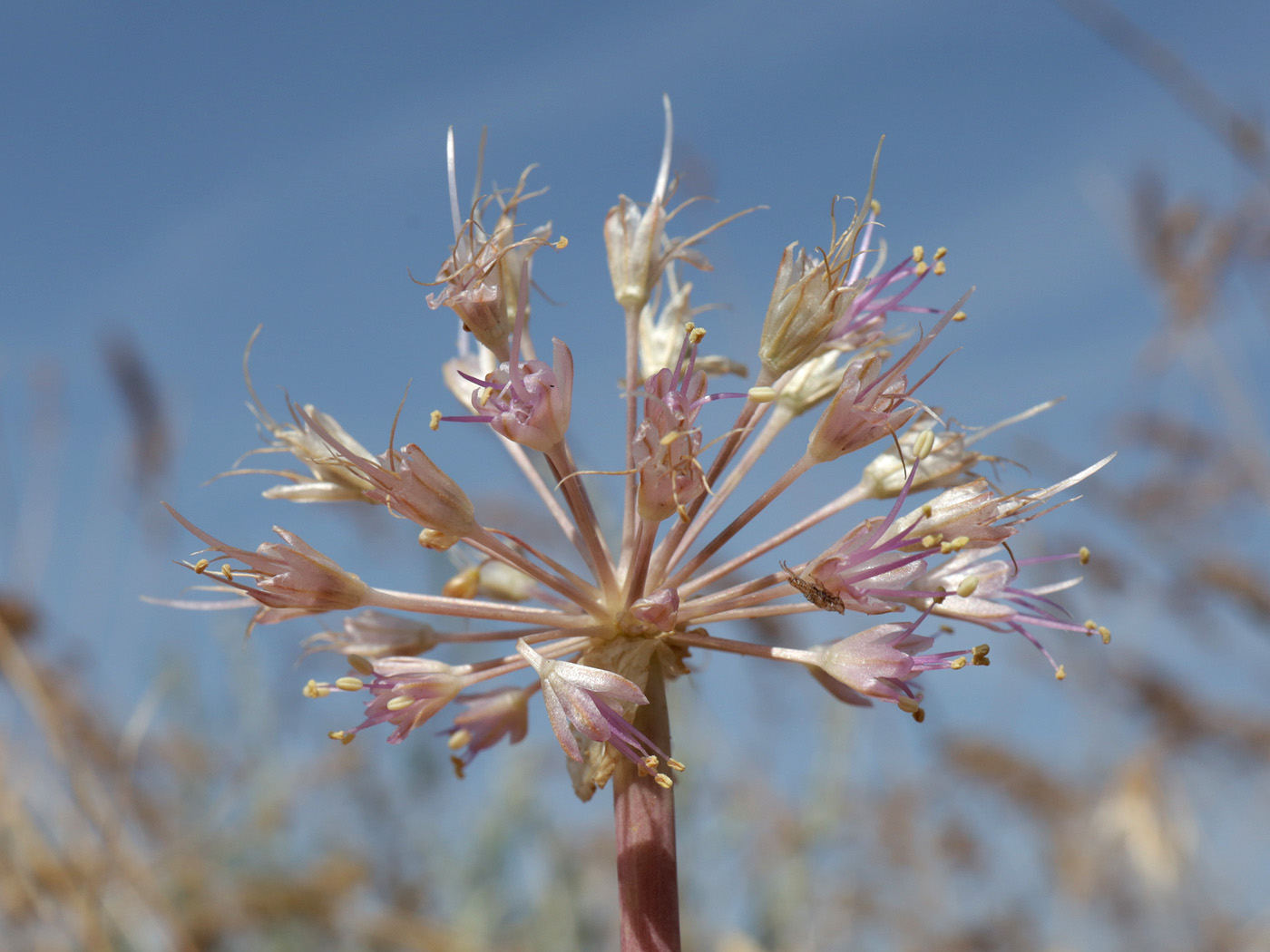 Image of Allium caspium specimen.