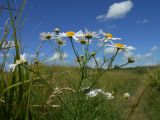 Tripleurospermum inodorum