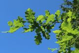 Quercus robur. Ветвь молодого дерева. Ленинградская обл., Кировский р-н, пос. Дачное, дачный участок. 19.06.2026.