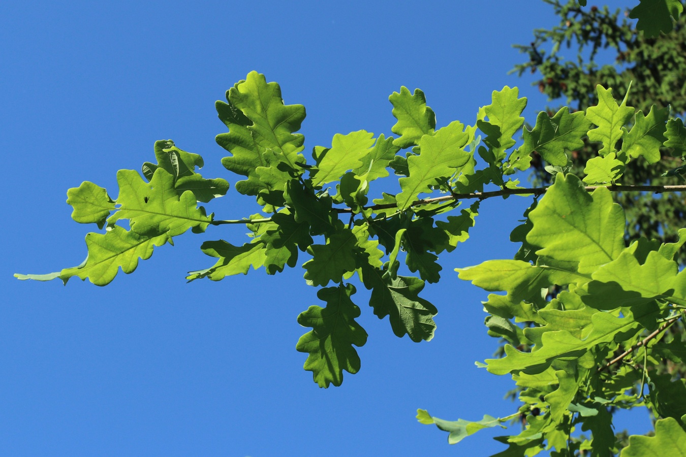 Изображение особи Quercus robur.