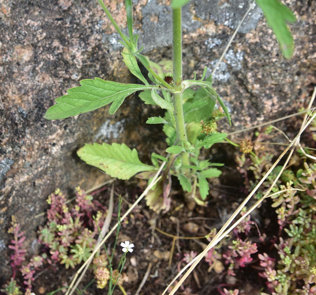 Изображение особи семейство Dipsacaceae.