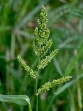 Echinochloa crus-galli. Соплодие. Московская обл., гор. округ Домодедово, низовья р. Пахра, пойменный луг. 30.08.2026.