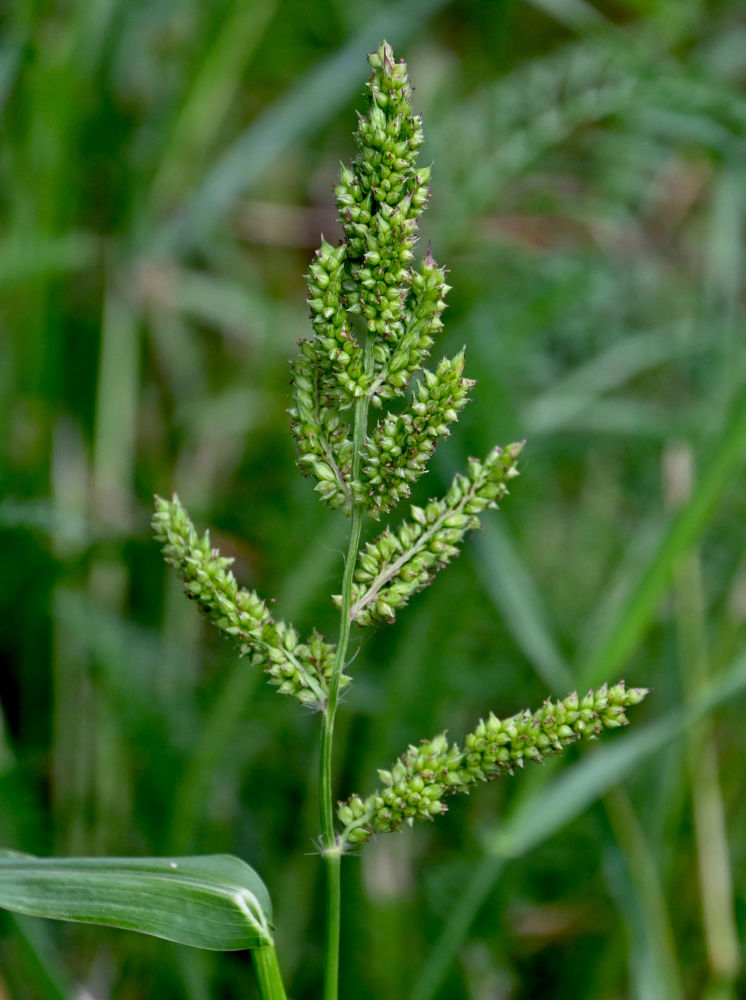 Image of Echinochloa crus-galli specimen.