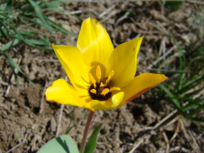 Image of Tulipa zenaidae specimen.