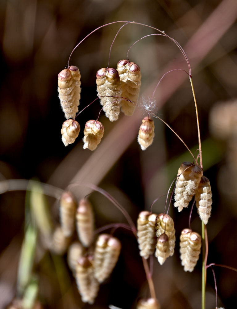 Image of Briza maxima specimen.