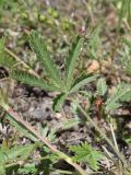 genus Potentilla. Листья. Таджикистан, Горно-Бадахшанская автономная обл., Шугнанский р-н, окр. кишлака Нимос, дол. р. Гунт, ≈ 2810 м н.у.м., поляна среди зарослей кустарников. 15 июля 2026 г.