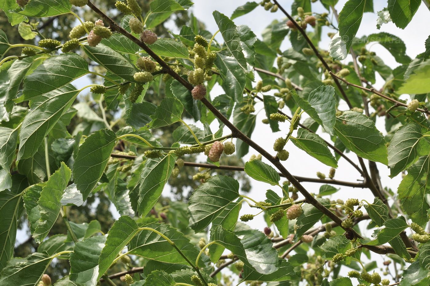 Изображение особи Morus alba.