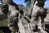 genus Populus. Прикорневая часть ствола взрослого дерева. Киргизия, Баткенская обл., Баткенский р-н, окр. с. Самаркандык, Туркестанский хр., горы Сары-Тоо, уроч. Мадыген, оазис с многочисленными родниками. 5 мая 2025 г.