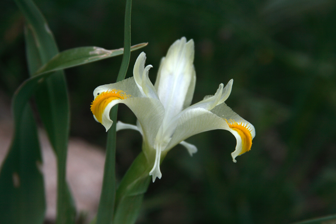 Image of Juno orchioides specimen.