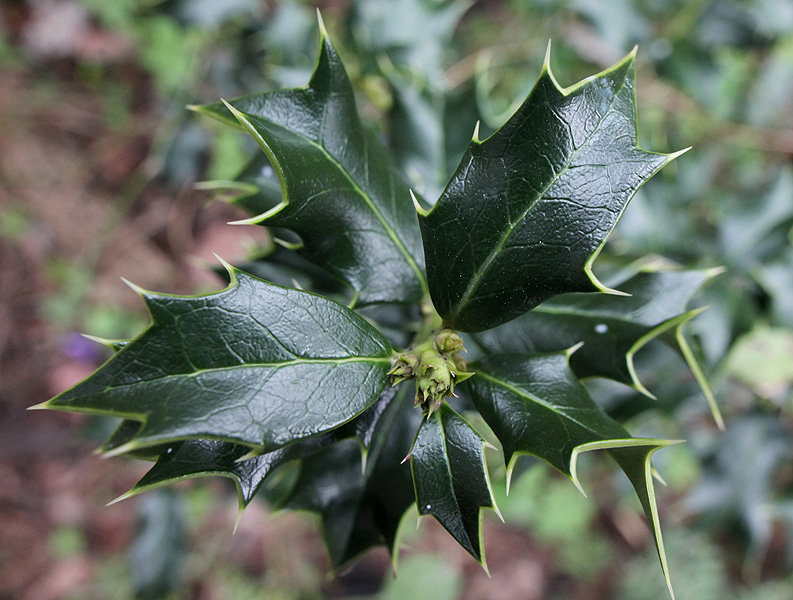Image of Ilex colchica specimen.