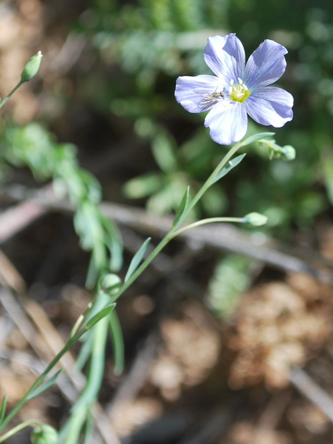 Изображение особи Linum humile.