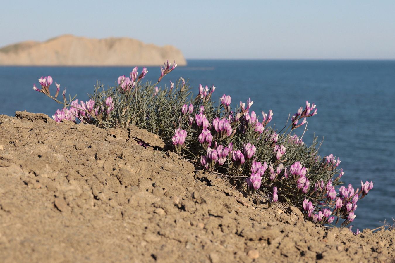 Изображение особи Astragalus subuliformis.