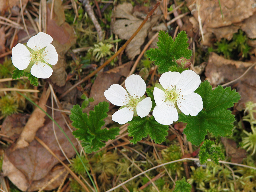 Image of Rubus chamaemorus specimen.