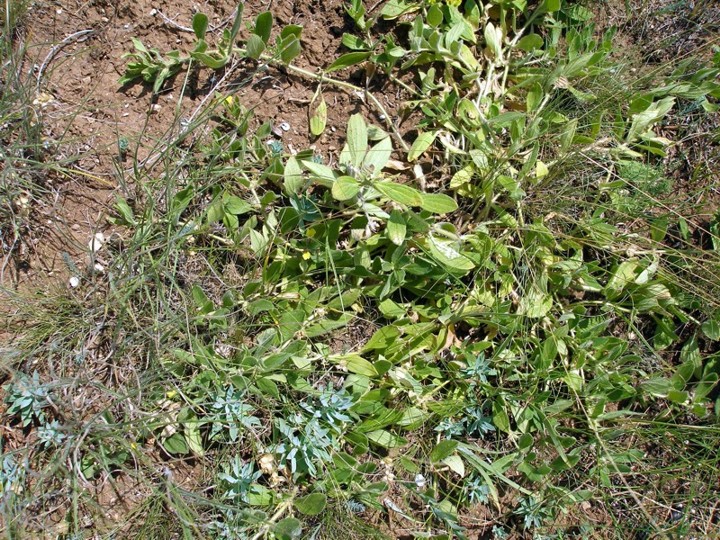 Изображение особи Ajuga salicifolia.