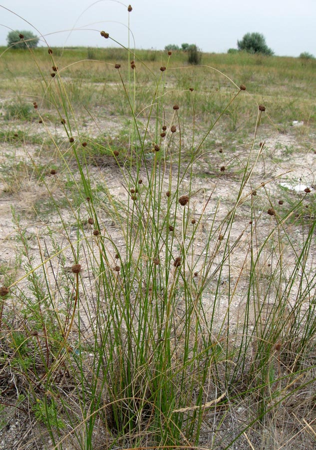 Image of Scirpoides holoschoenus specimen.