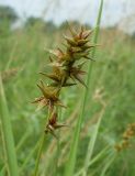 Carex spicata. Соплодие. Ростовская обл., дельта Дона, Подазовье, окр. хутора Узяк. 12 июня 2011 г.