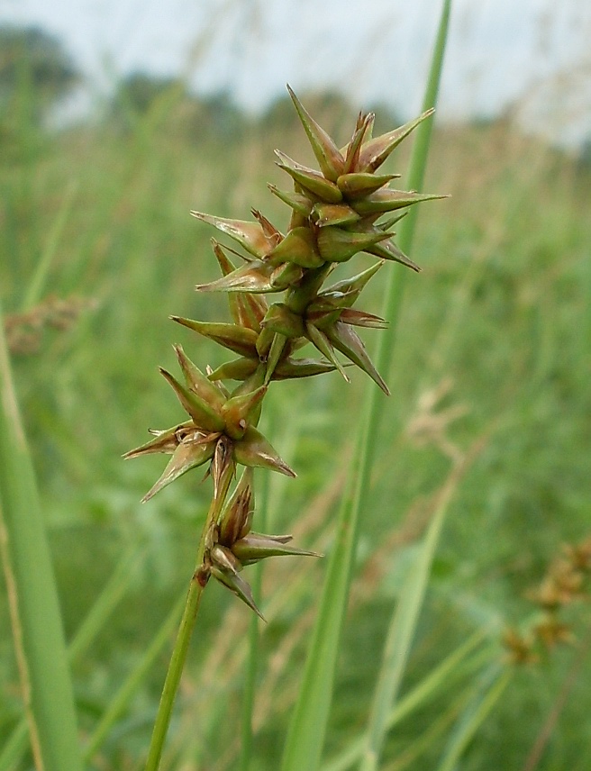 Image of Carex spicata specimen.