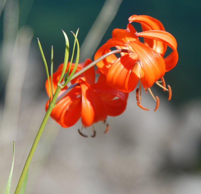 Image of Lilium pumilum specimen.