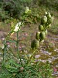 Linaria vulgaris