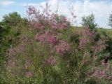 genus Tamarix