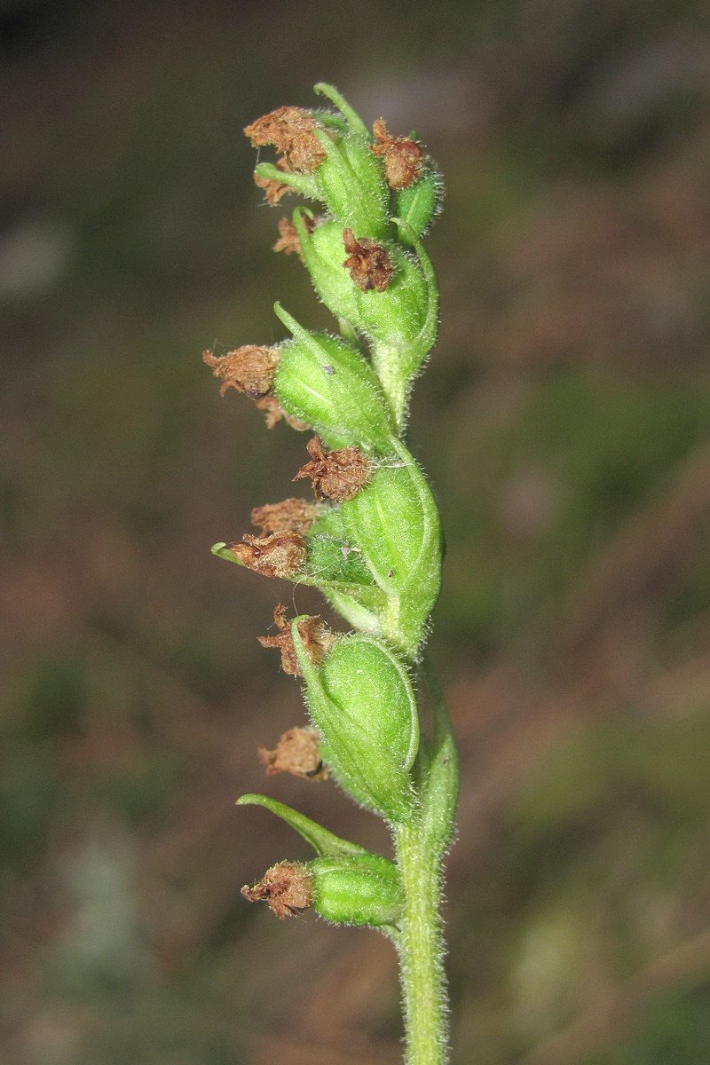 Image of Goodyera repens specimen.