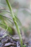 Spiranthes spiralis. Стебель с влагалищным листом. Краснодарский край, Абинский р-н, ст. Шапсугская, на границе леса и сенокосного луга. 29.08.2010.