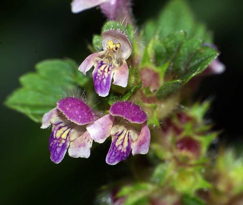 Image of Galeopsis bifida specimen.