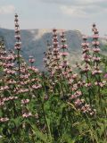 Phlomoides tuberosa