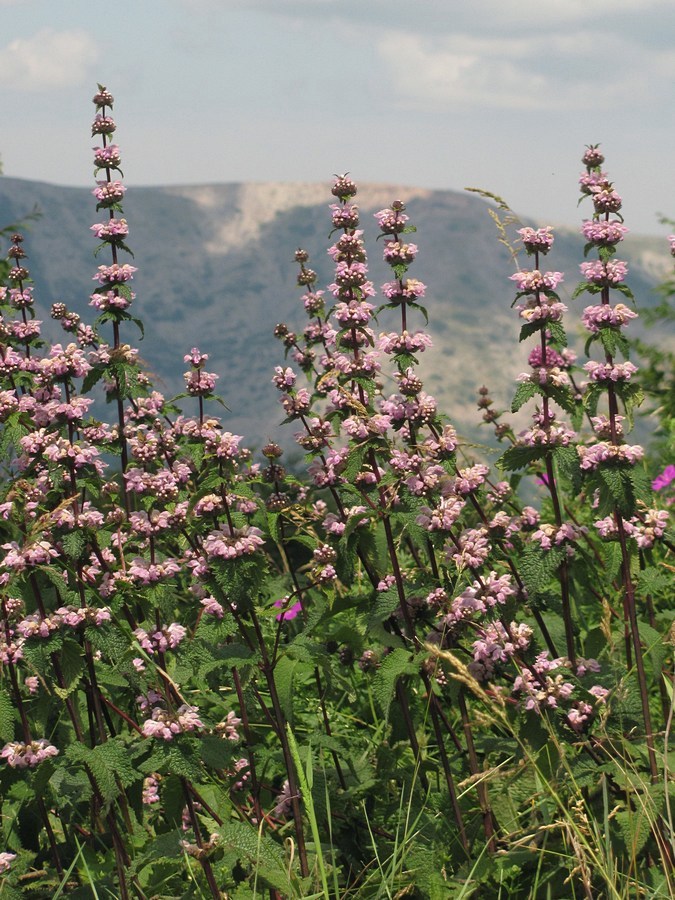 Изображение особи Phlomoides tuberosa.