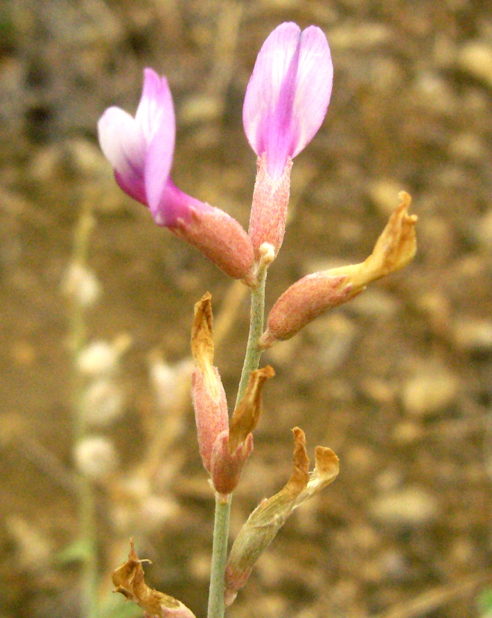 Изображение особи Astragalus squarrosus.