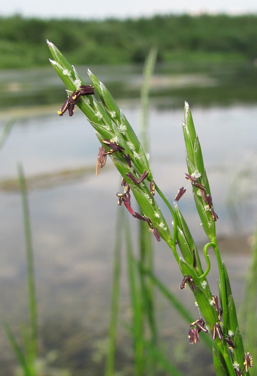 Image of Glyceria fluitans specimen.